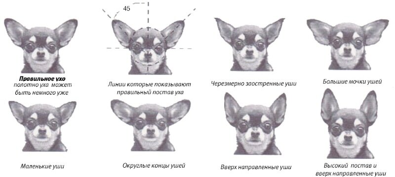 Размер головы пропорция и форма ушей чихуахуа