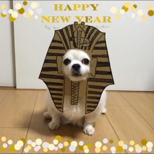 костюм из картона для собаки - фараон